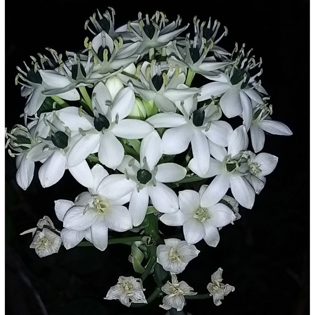 Ornithogalum saundersiae - Vogelmelk