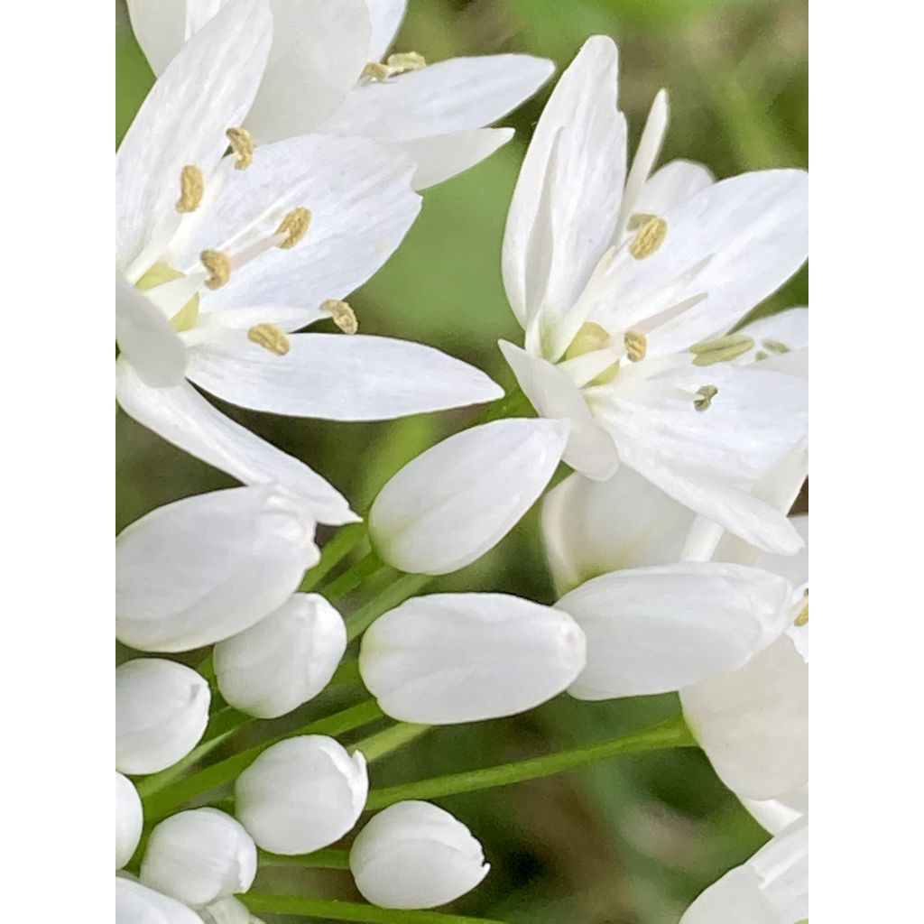 Ornithogalum balansae - Breedbladige vogelmelk