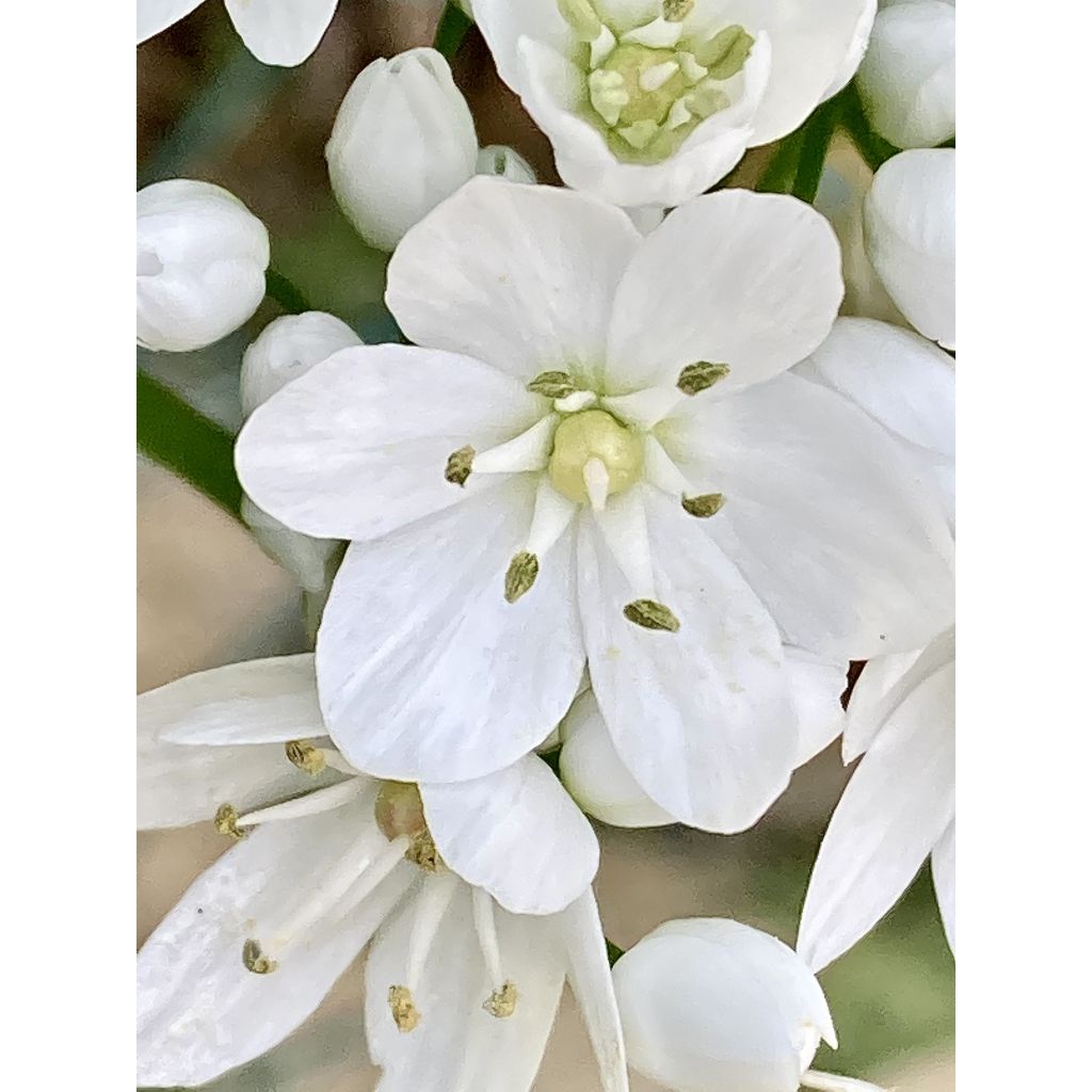 Ornithogalum balansae - Breedbladige vogelmelk