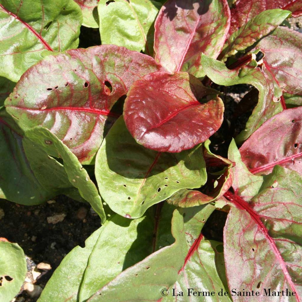Oseille Pourpre Bio - Ferme de Sainte Marthe