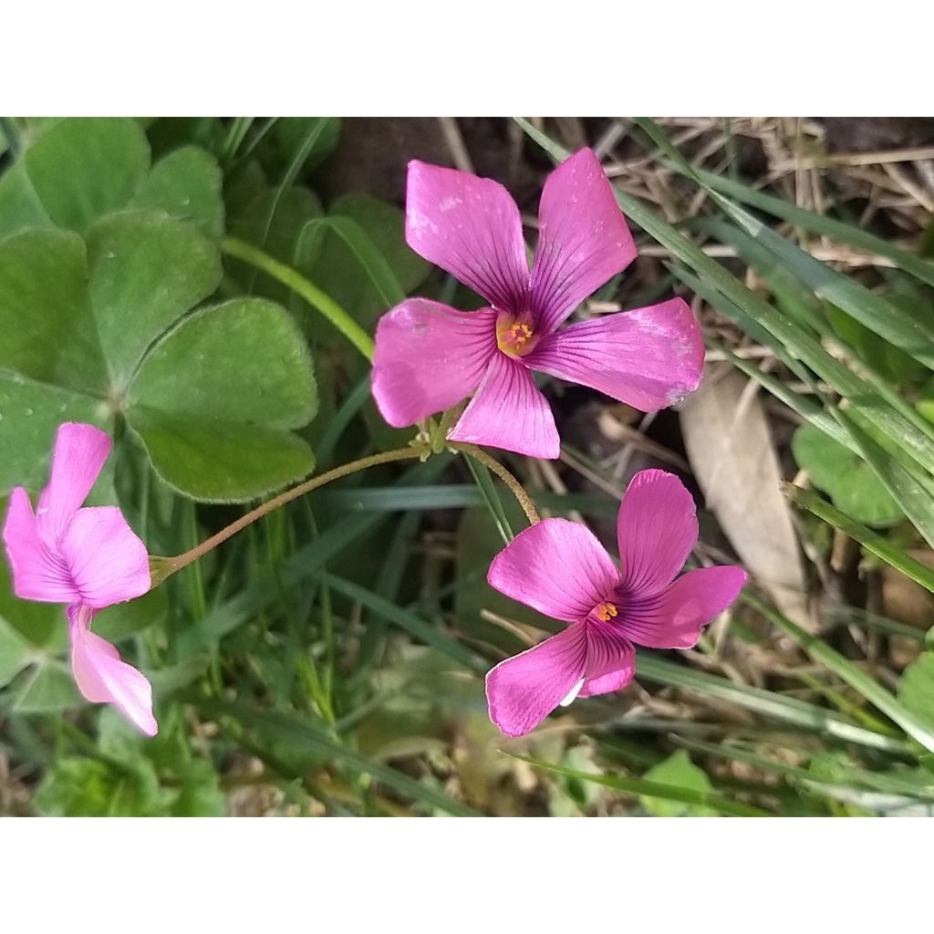 Oxalis deppei - Klaverzuring