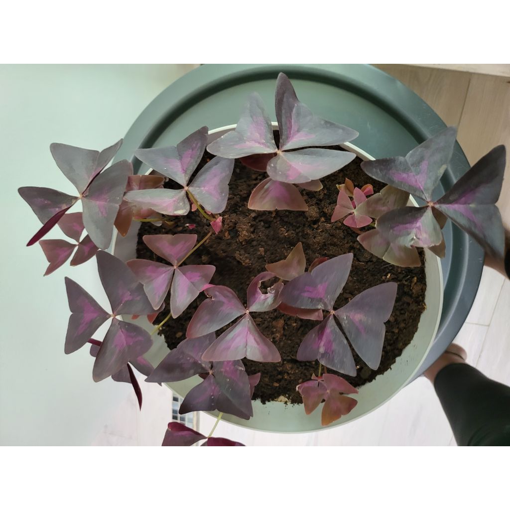 Oxalis triangularis - Klaverzuring