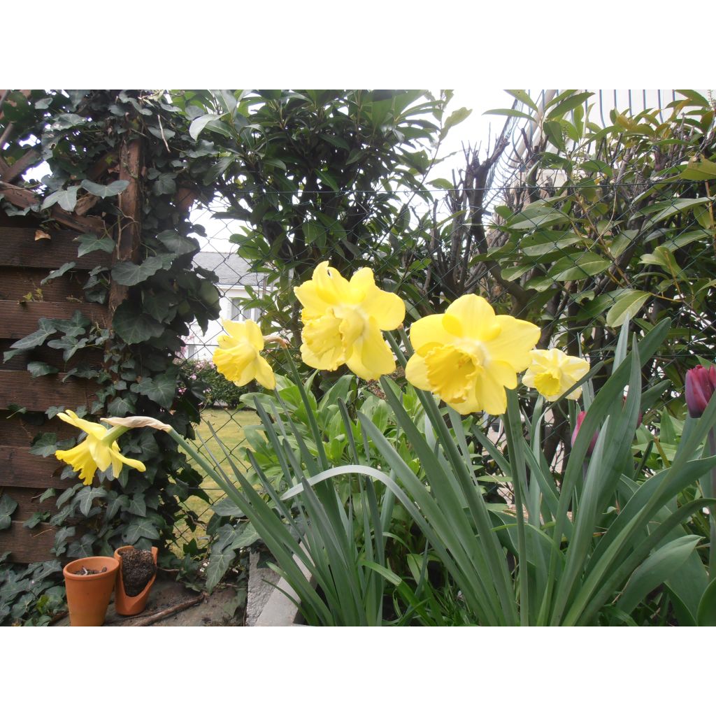 Narcissus Spellbinder - Trompetnarcis