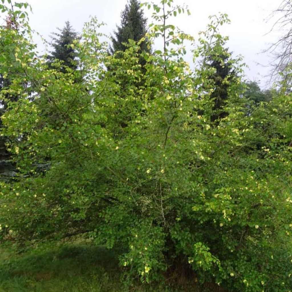 Paliurus spina-christi - Echte christusdoorn