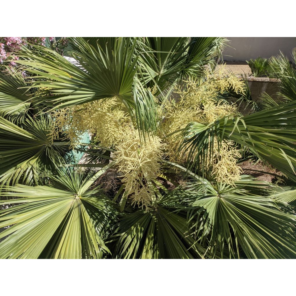 Brahea edulis - Guadalupe palm