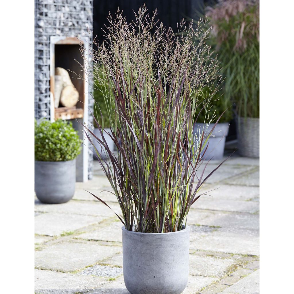 Panicum virgatum Purple Breeze - Vingergras