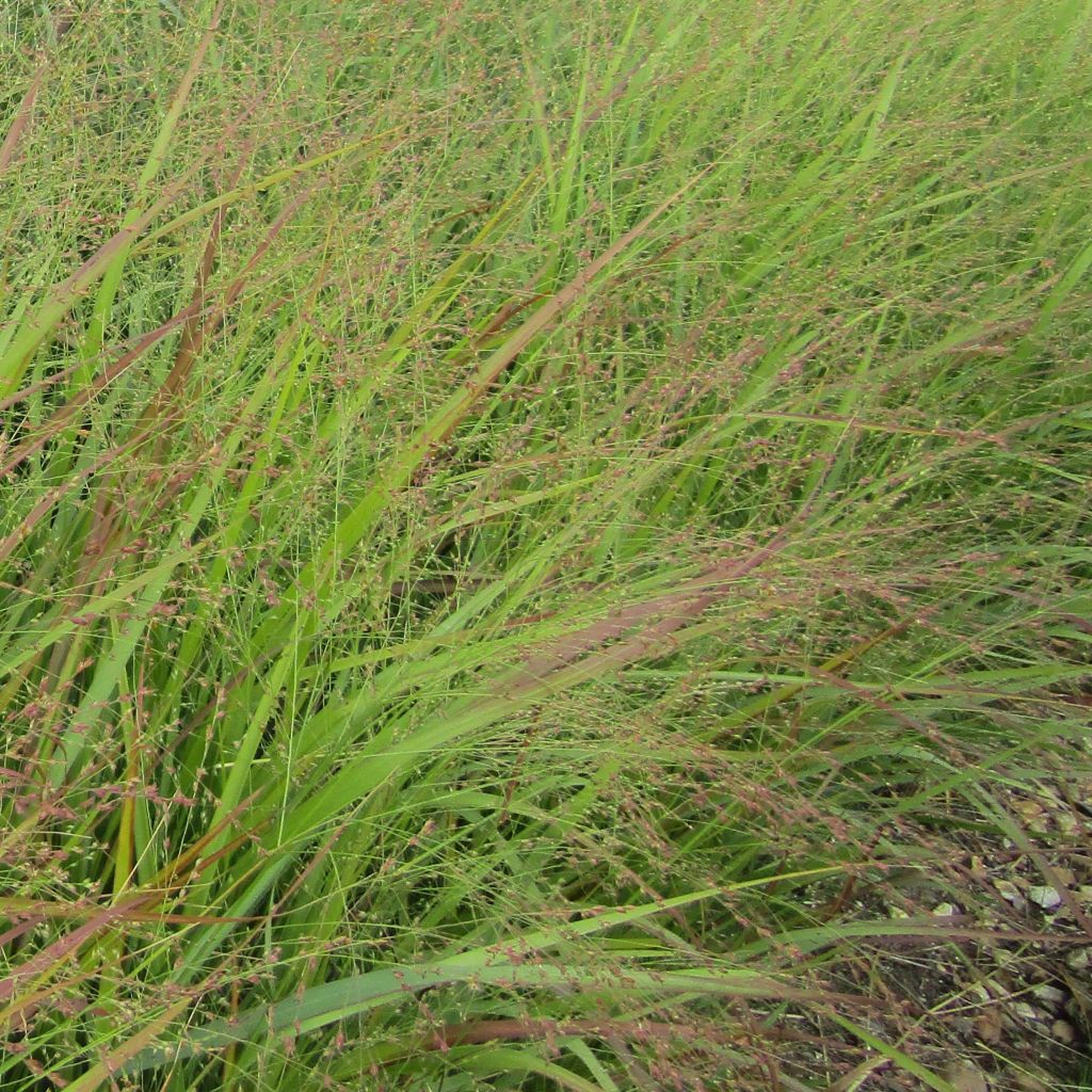 Panicum virgatum Rehbraun - Vingergras