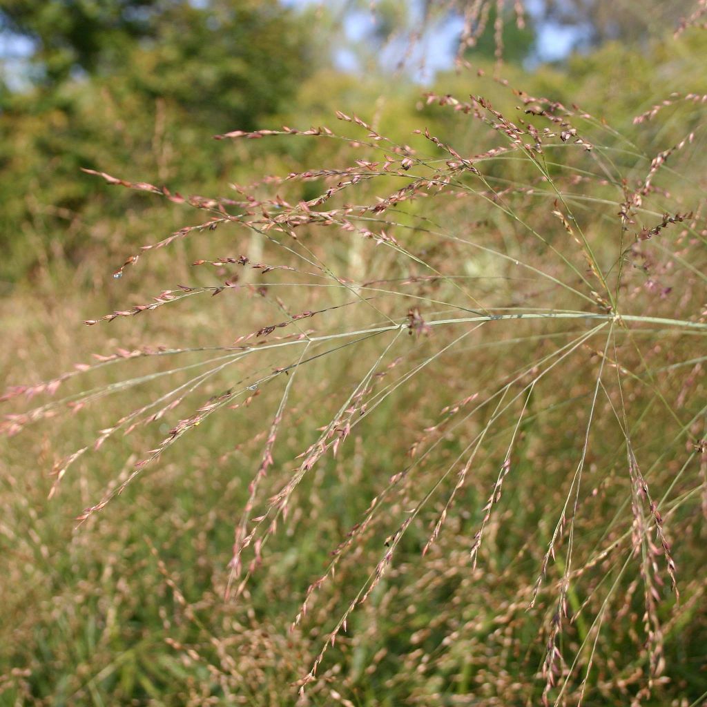 Panicum virgatum Rehbraun - Vingergras