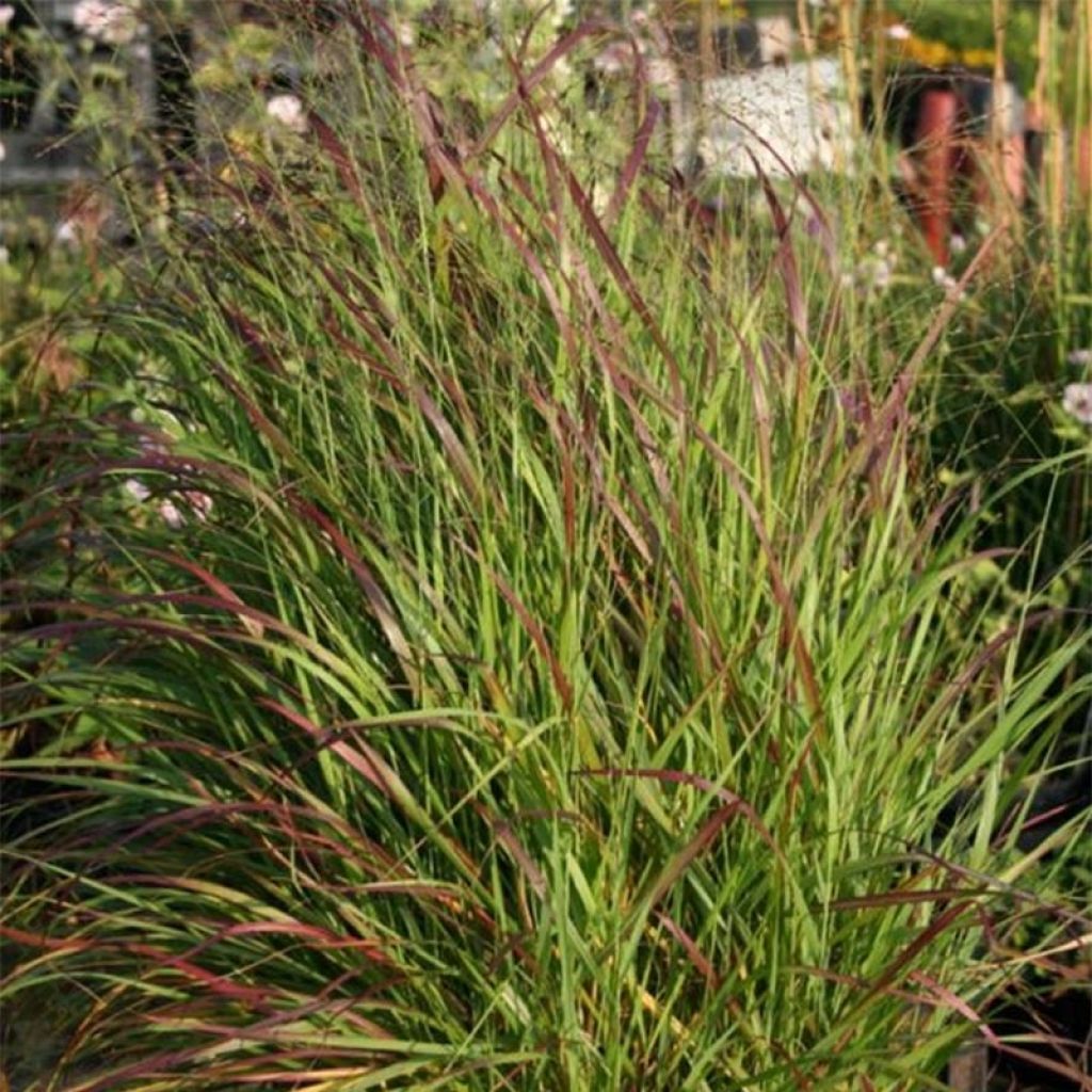 Panicum virgatum Rotstrahlbusch - Vingergras