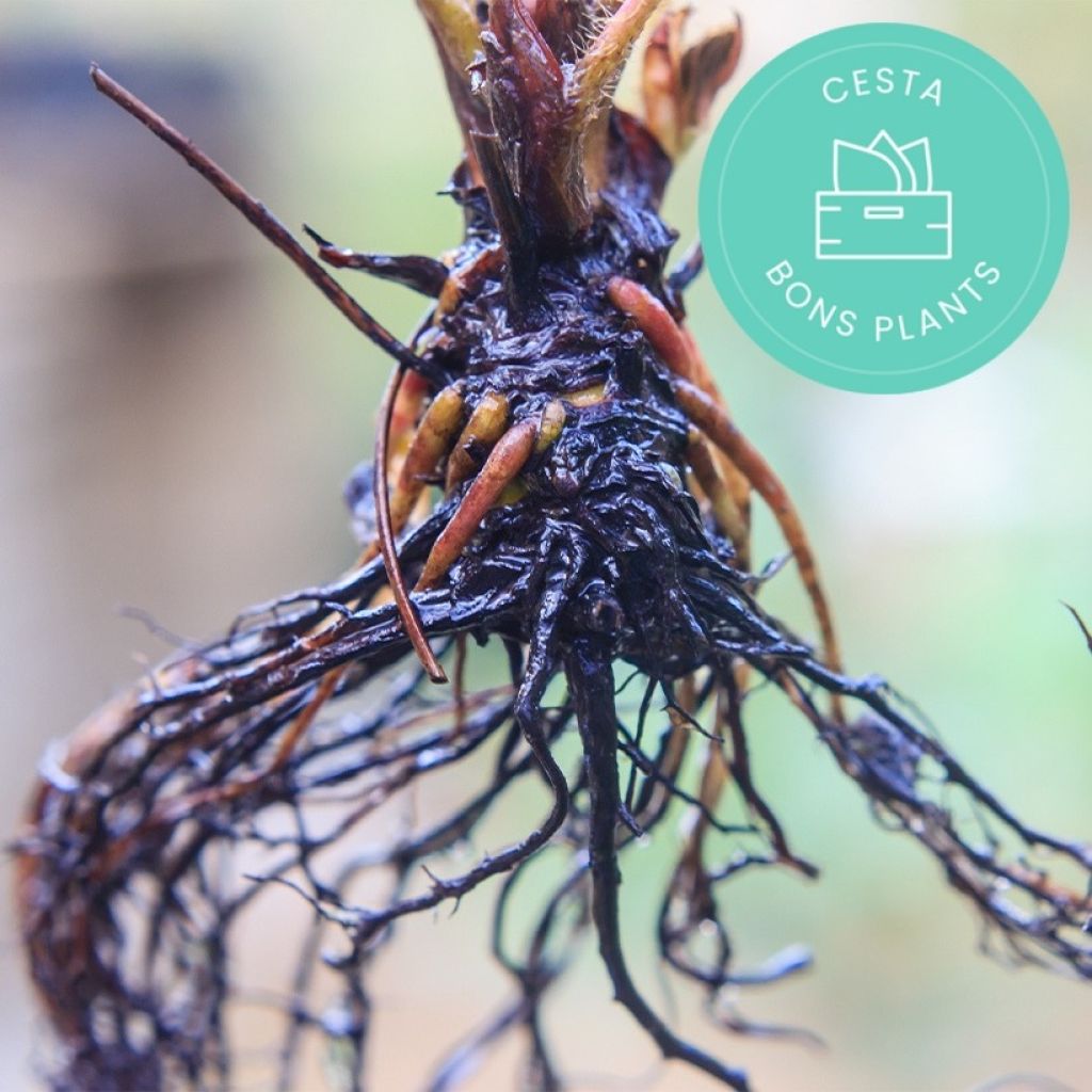 Panier bons plants arbres et fruitiers en racines nues