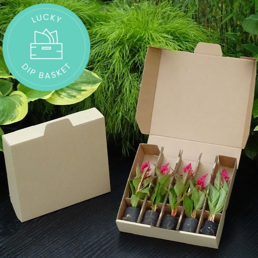 Panier Bons Plants spécial bisannuelles