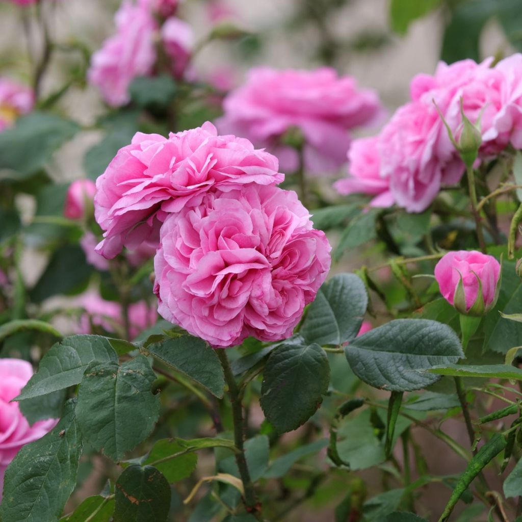 Mand Goede Planten speciaal rozen