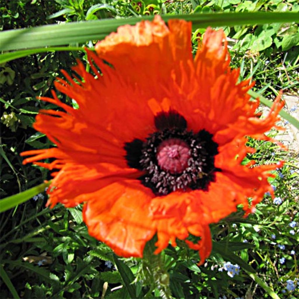 Papaver orientale Curlilocks - Oosterse papaver