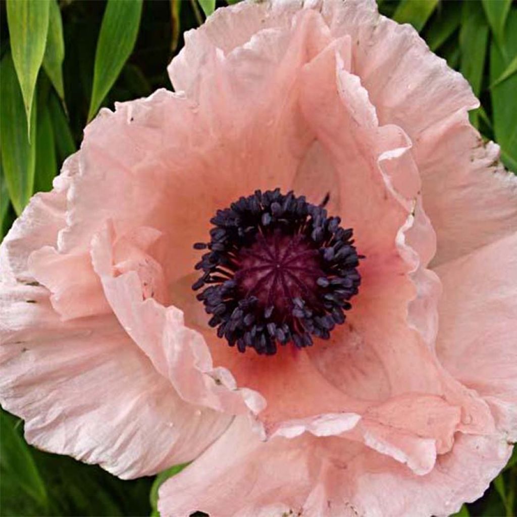 Papaver orientale Helen Elisabeth - Oosterse papaver