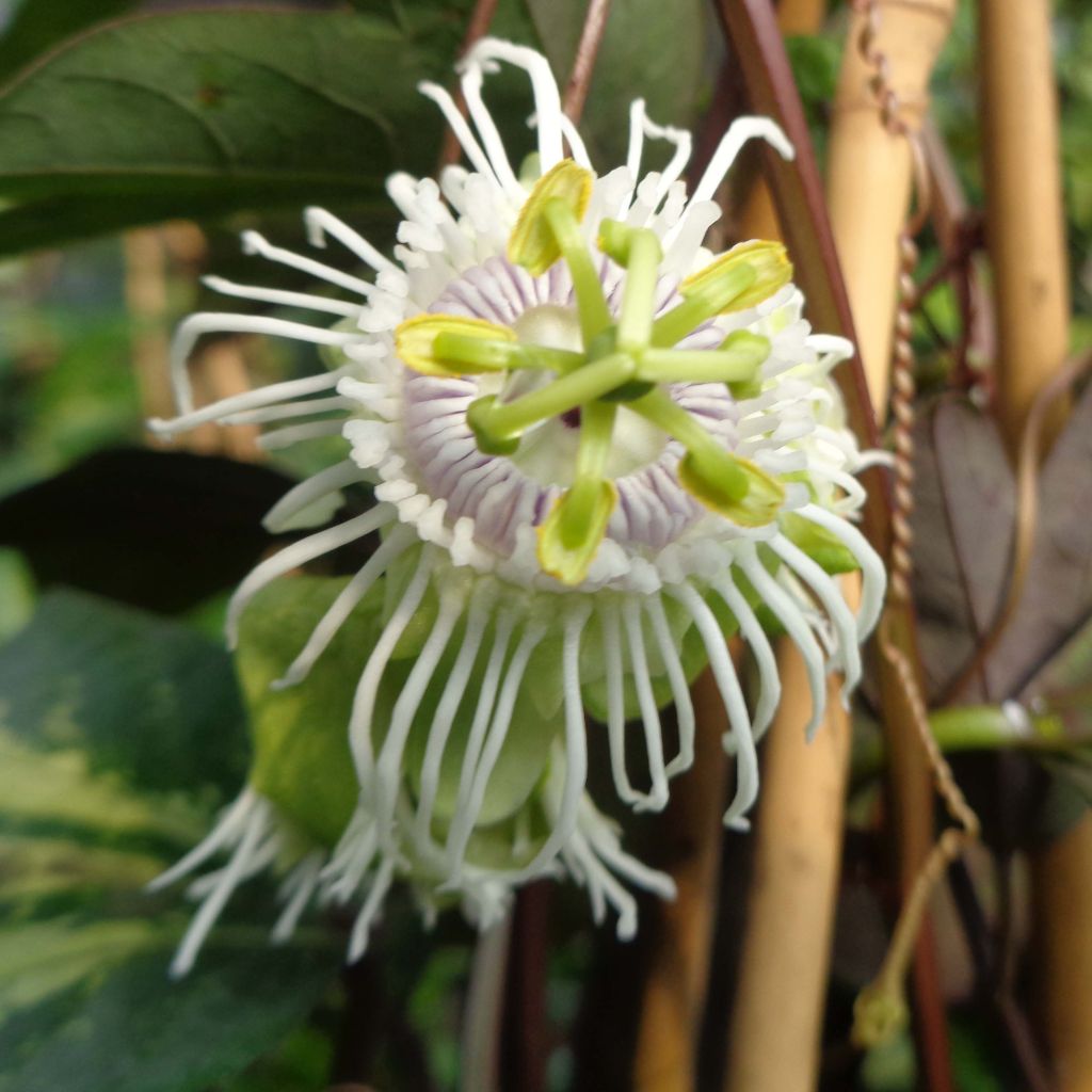 Passievrucht - Passiflora edulis