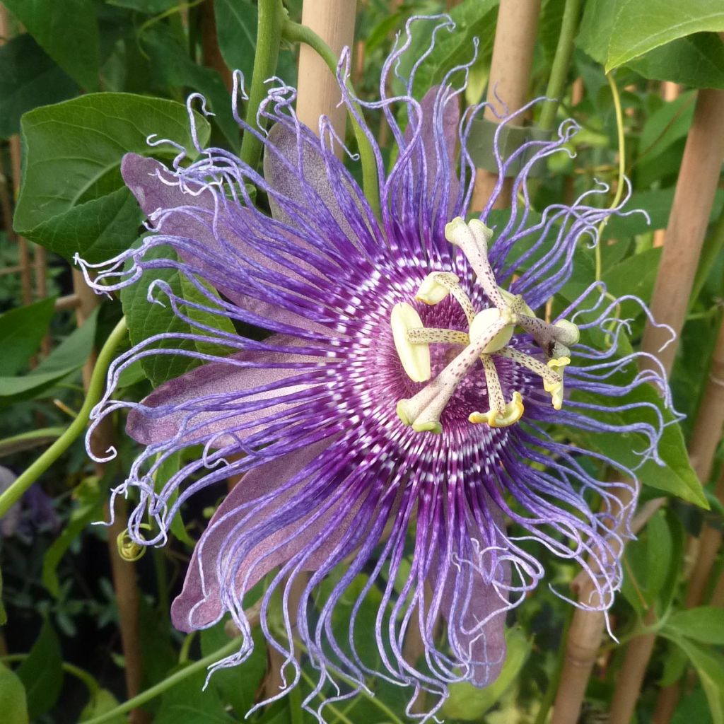 Passiflora Incense - Passiebloem