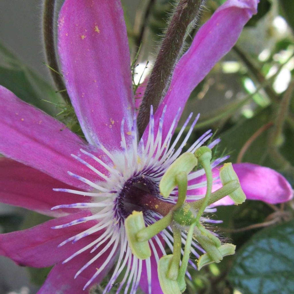 Passiflora Aurora - Passiebloem