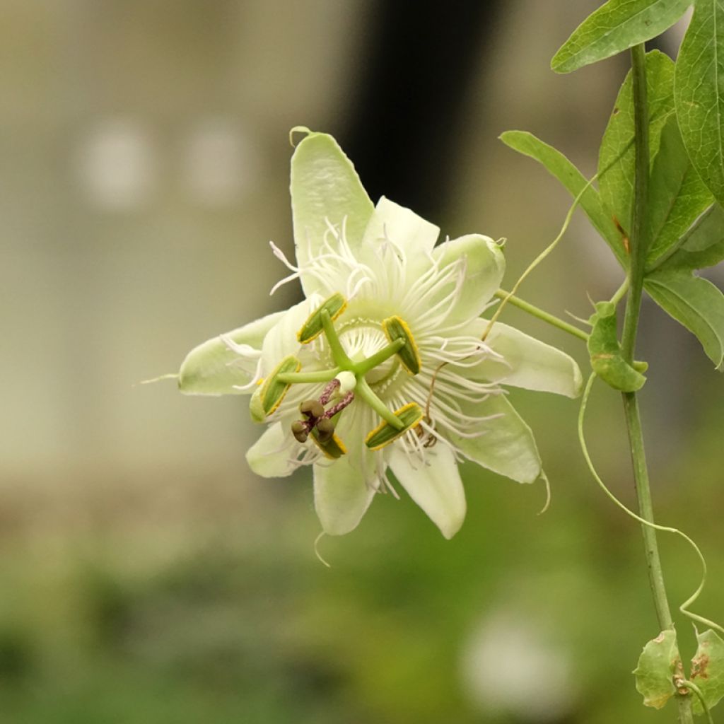 Passiflora caerulea - Blauwe passiebloem