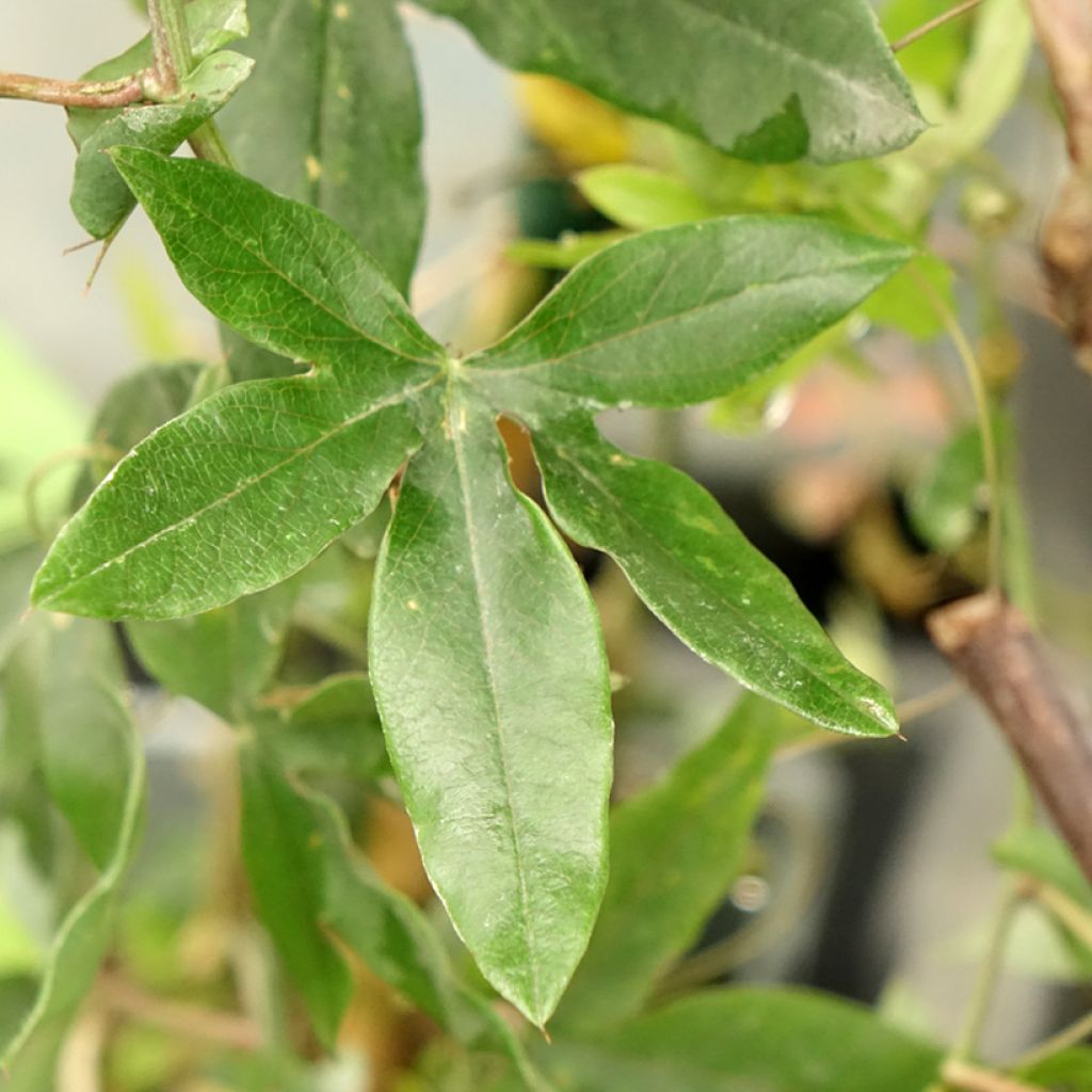 Passiflora caerulea Clear Sky - Blauwe passiebloem