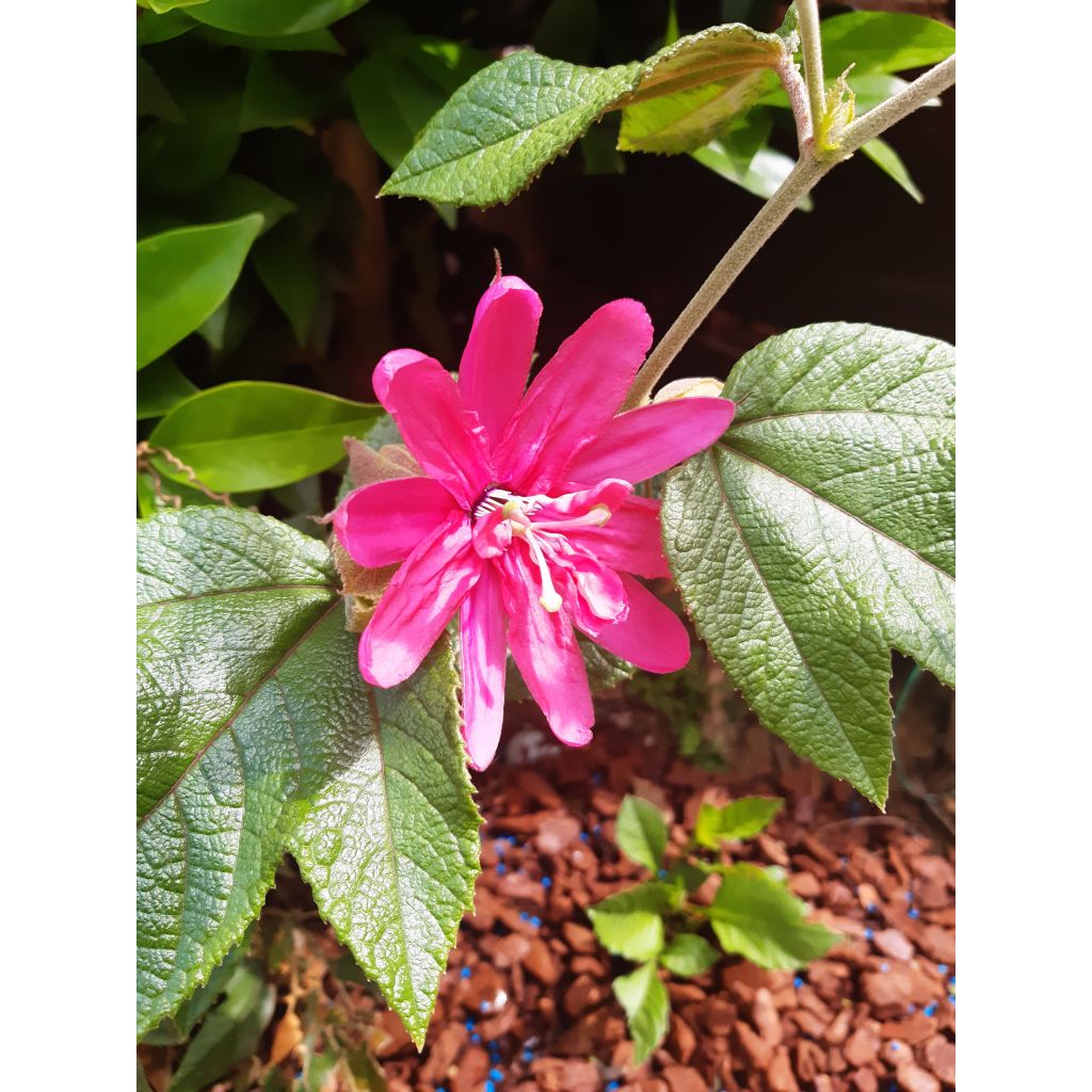 Passiflora Pink Passion - Passiebloem