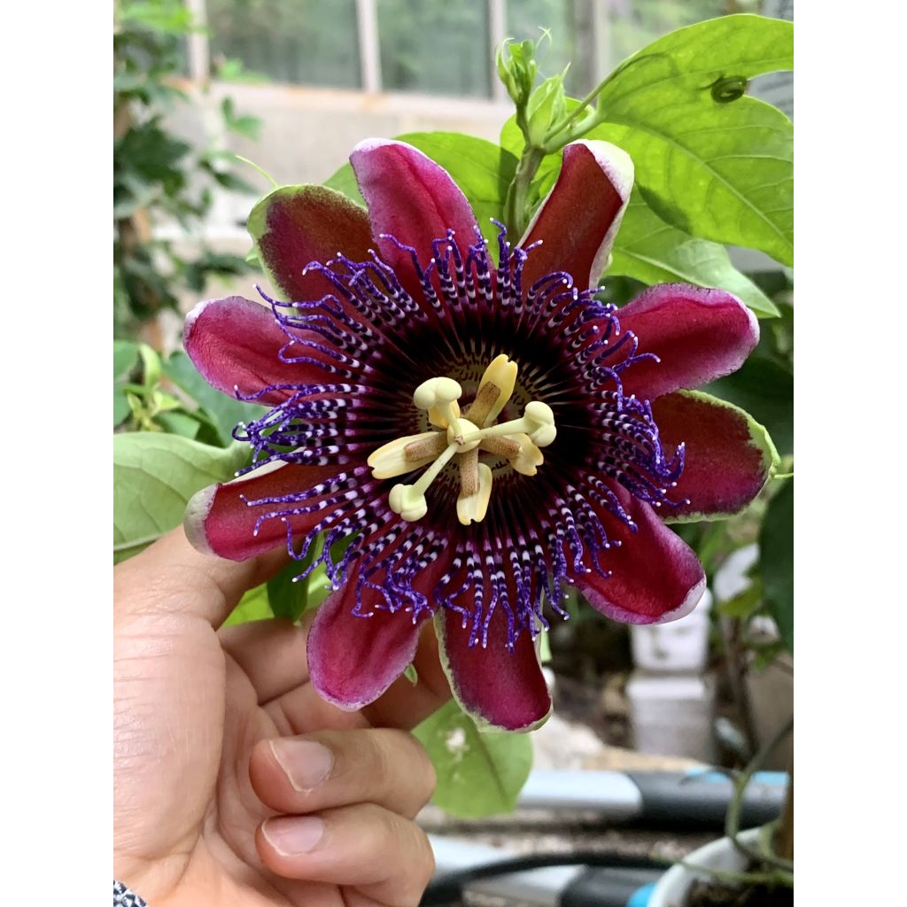 Passiflora Marijke - Passiebloem