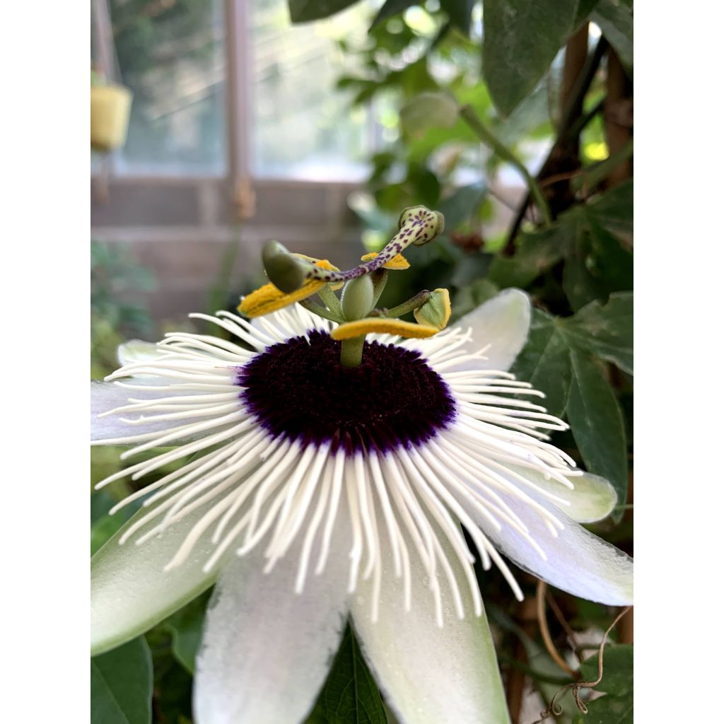 Passiflora Panda - Passiebloem