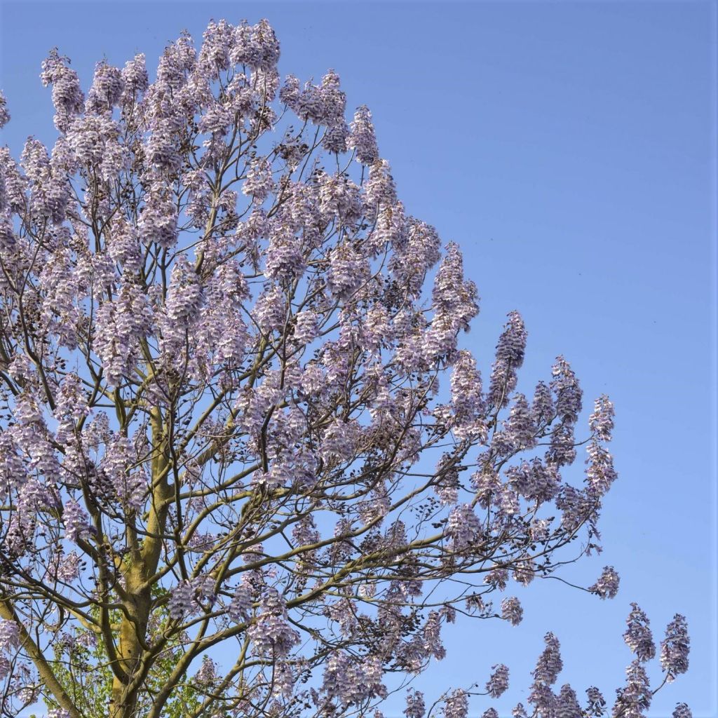 Paulownia fortunei Fast Blue - Anna Paulownaboom
