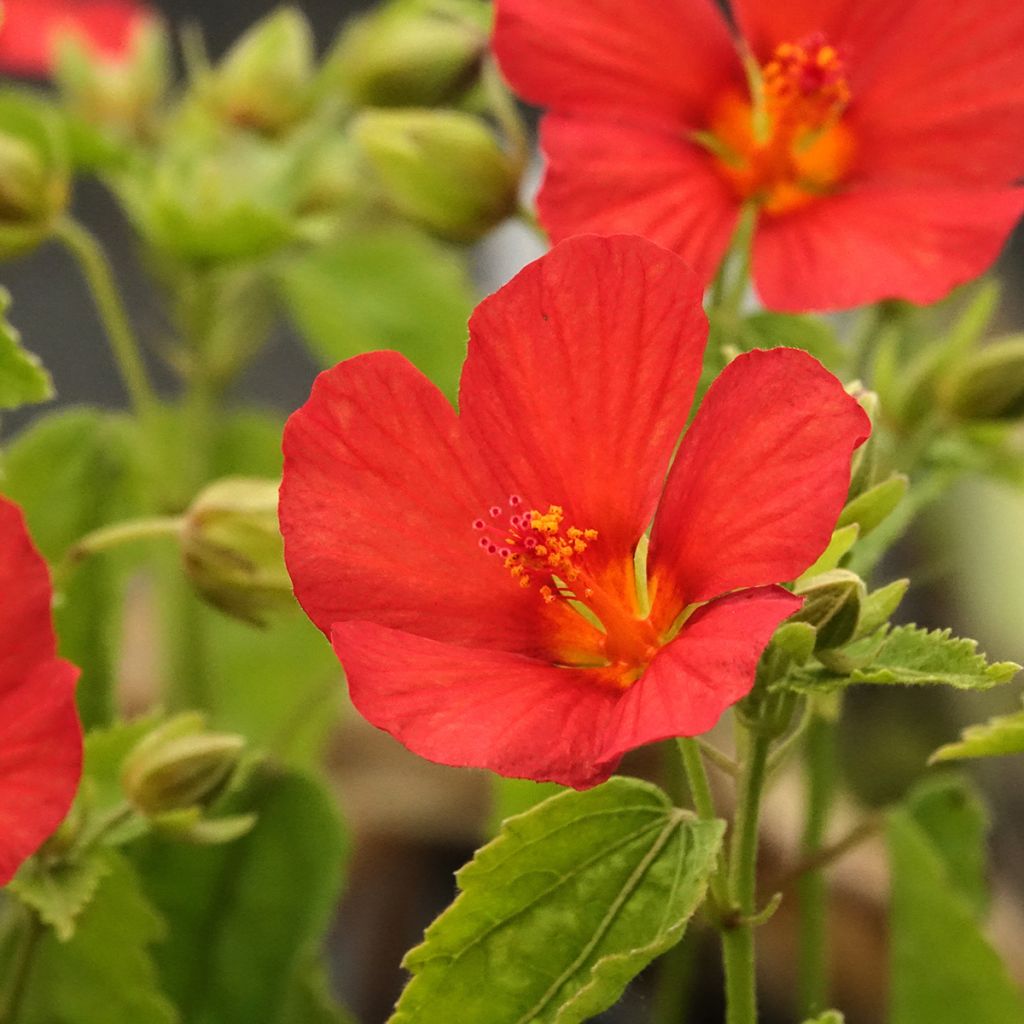 Pavonia Flamboyant - Braziliaanse kandelaar