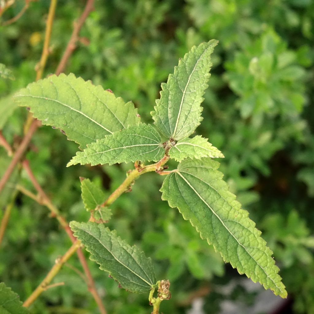 Pavonia Flamboyant - Braziliaanse kandelaar