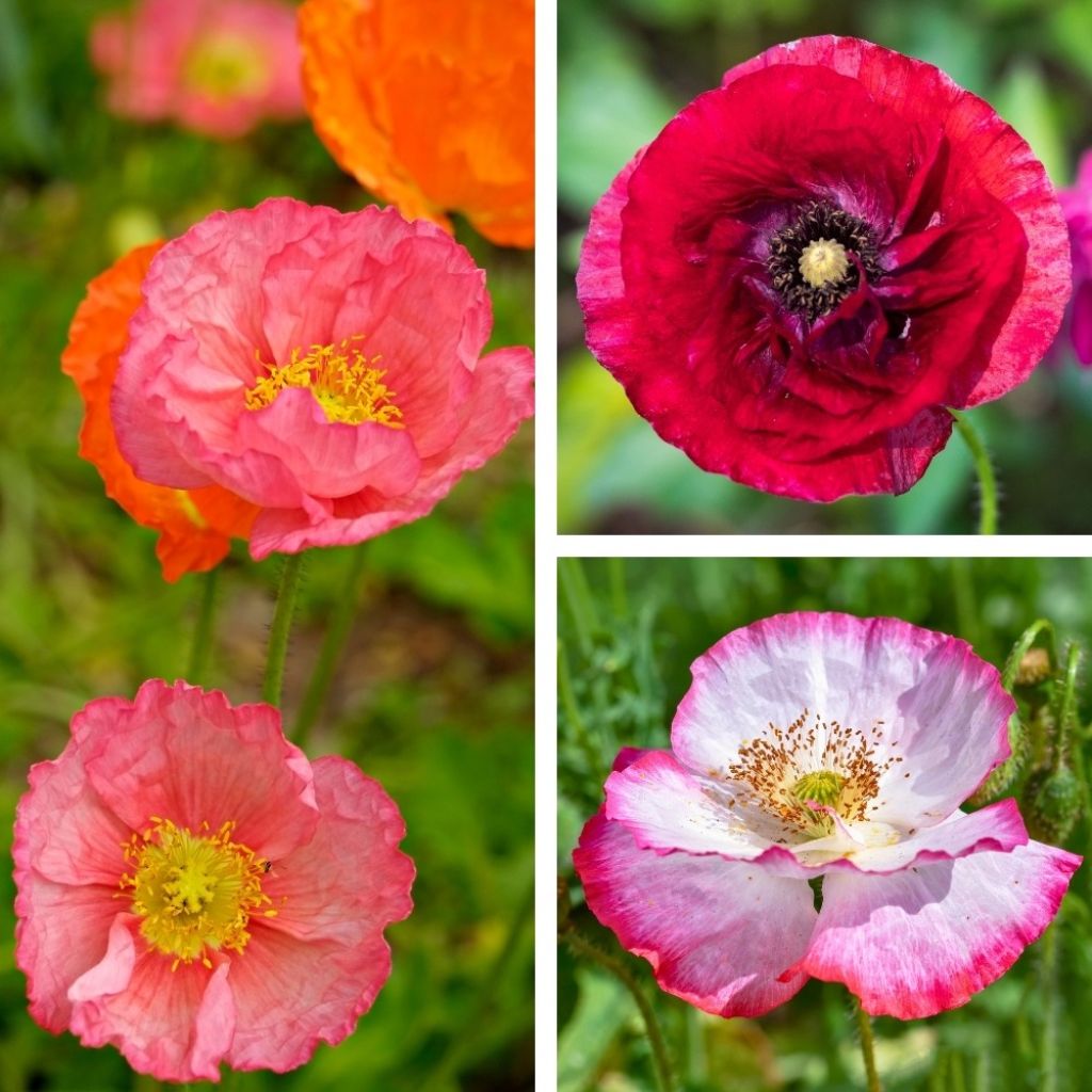 Papaver rhoeas Shirley Mix (zaad) - Grote klaproos