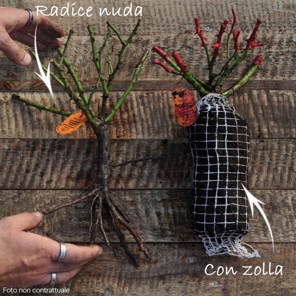 Rosa Ice Meidiland - Polyantharoos