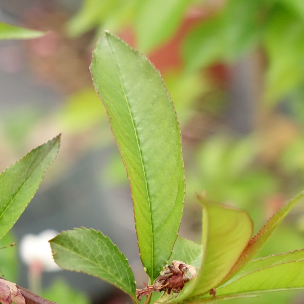 Prunus persica Taoflora Red biologisch - Perzik