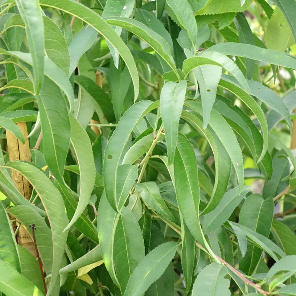 Platte perzik Platicarpa Bianca