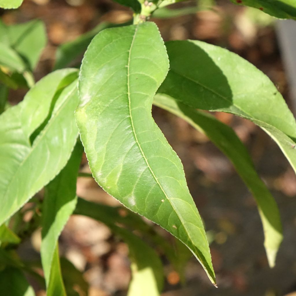 Perzik Koningin van de Boomgaarden