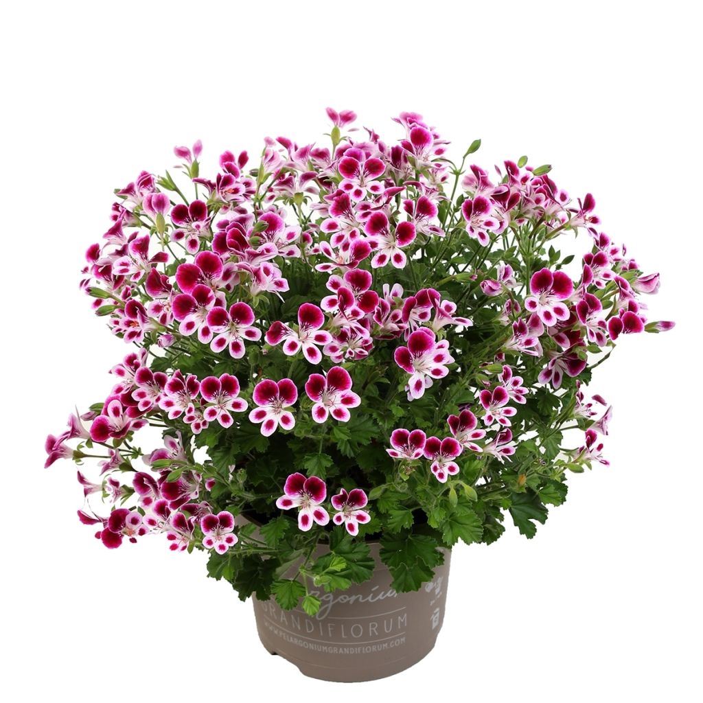 Pelargonium Mosquitaway Eva - Citroengeranium