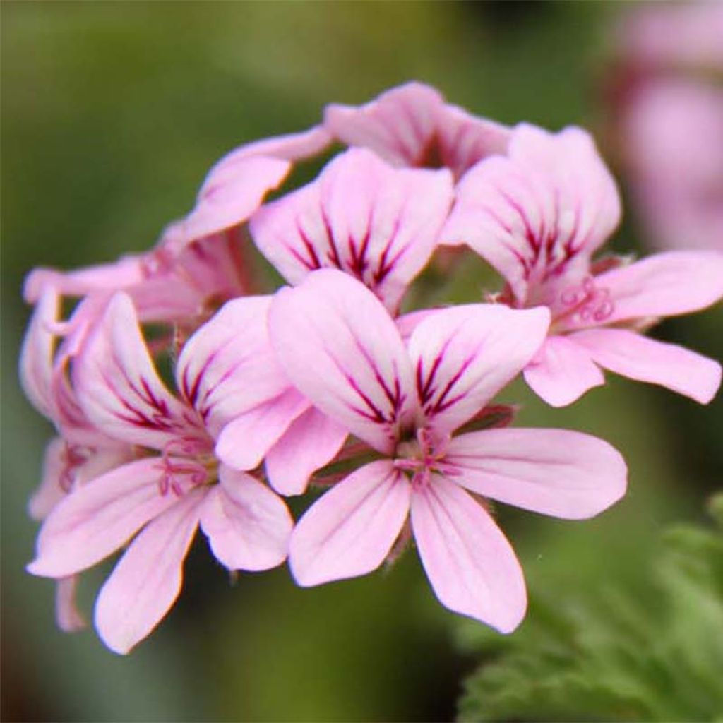 Pelargonium graveolens Grey Lady Plymouth - Geurgeranium