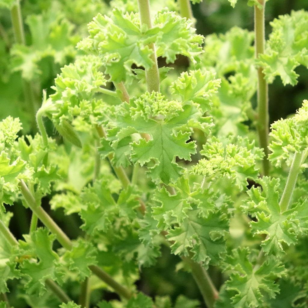 Pelargonium crispum Minor - Citroengeranium