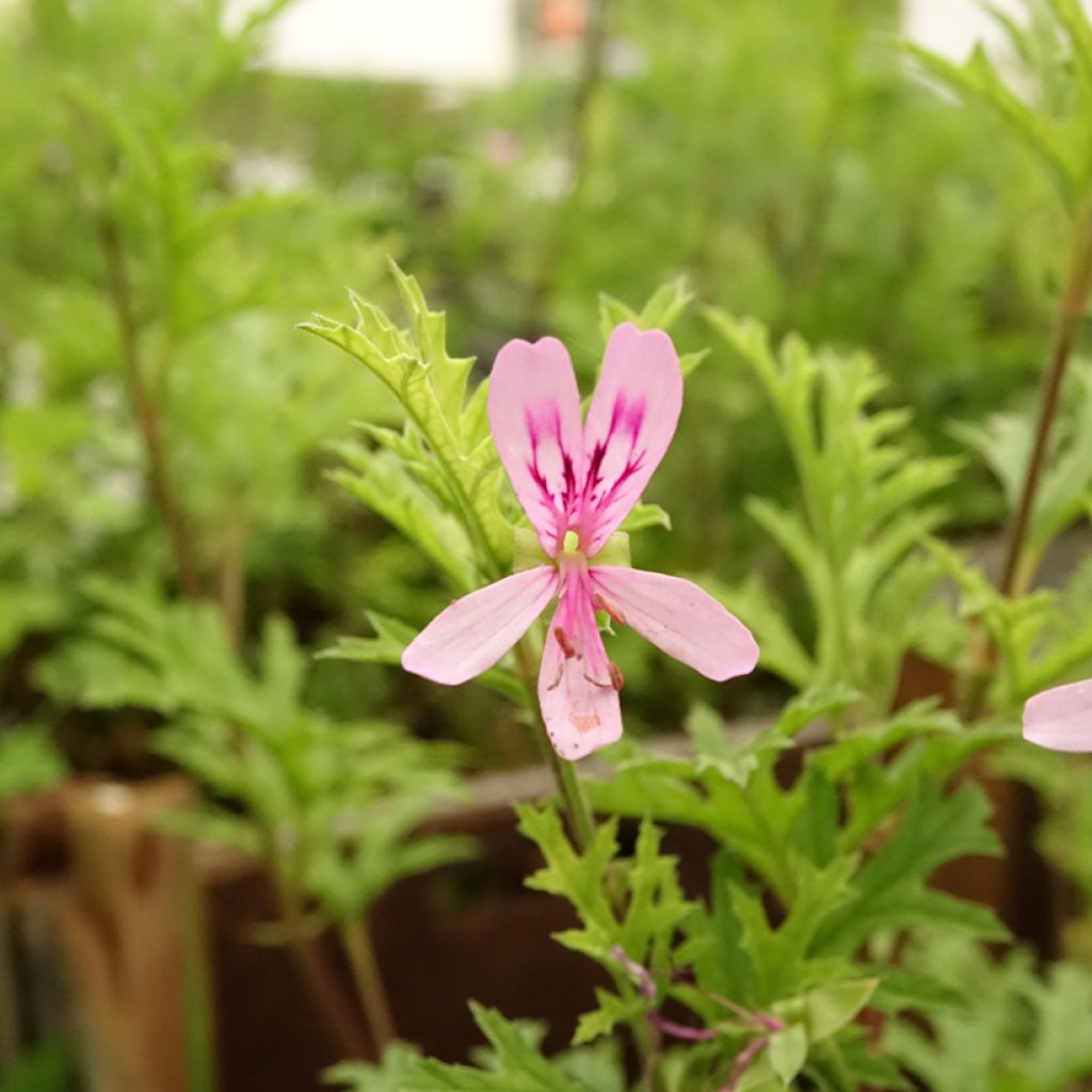 Pelargonium pseudoglutinosum - Botanische pelargonium