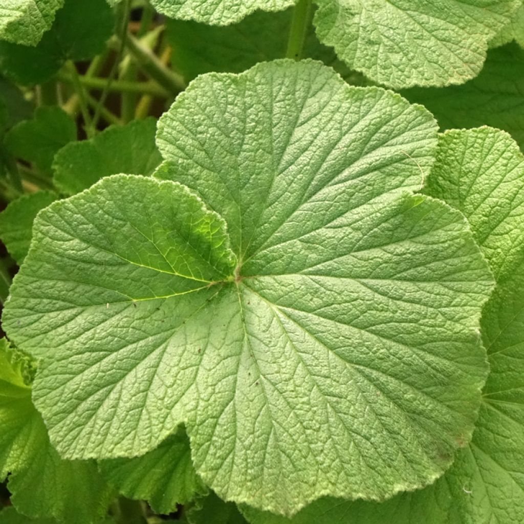 Pelargonium papilionaceum - Botanische pelargonium