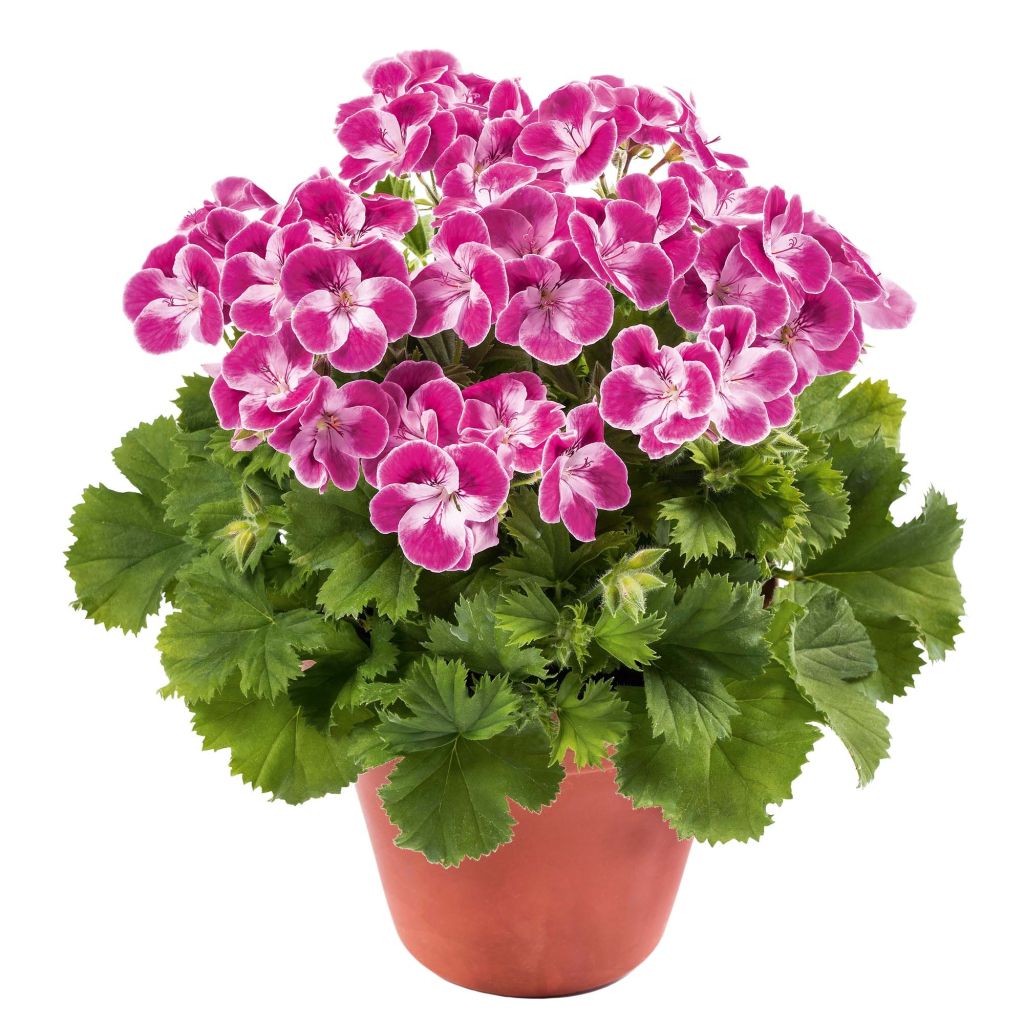 Pelargonium Pinkerbell - Regal geranium