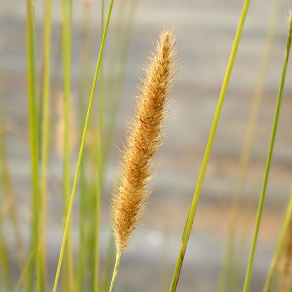 Pennisetum macrourum - Lampenpoetsersgras