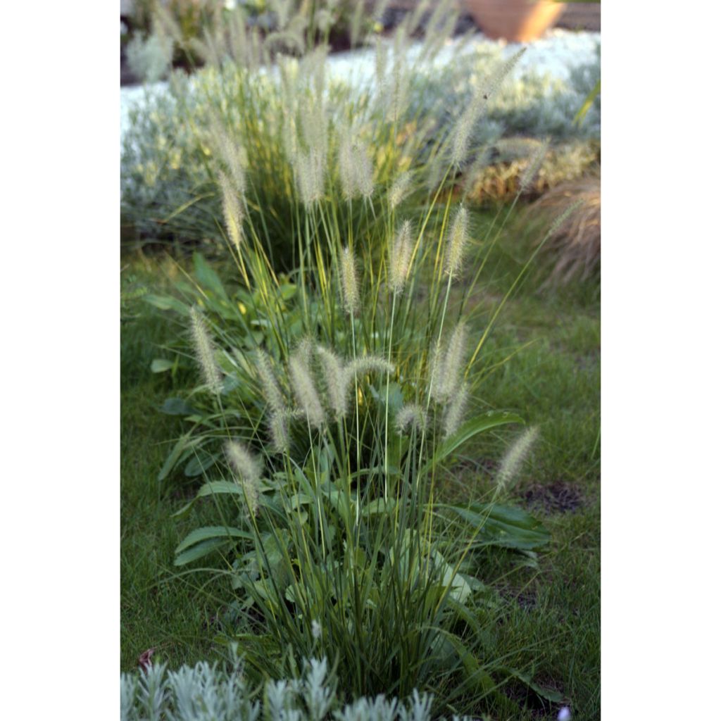 Pennisetum orientale Shogun - Lampenpoetsersgras
