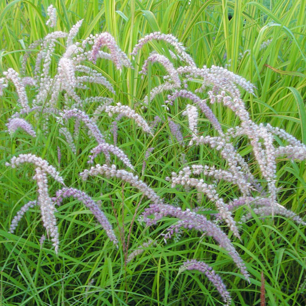 Pennisetum orientale Tall Tails - Lampenpoetsersgras