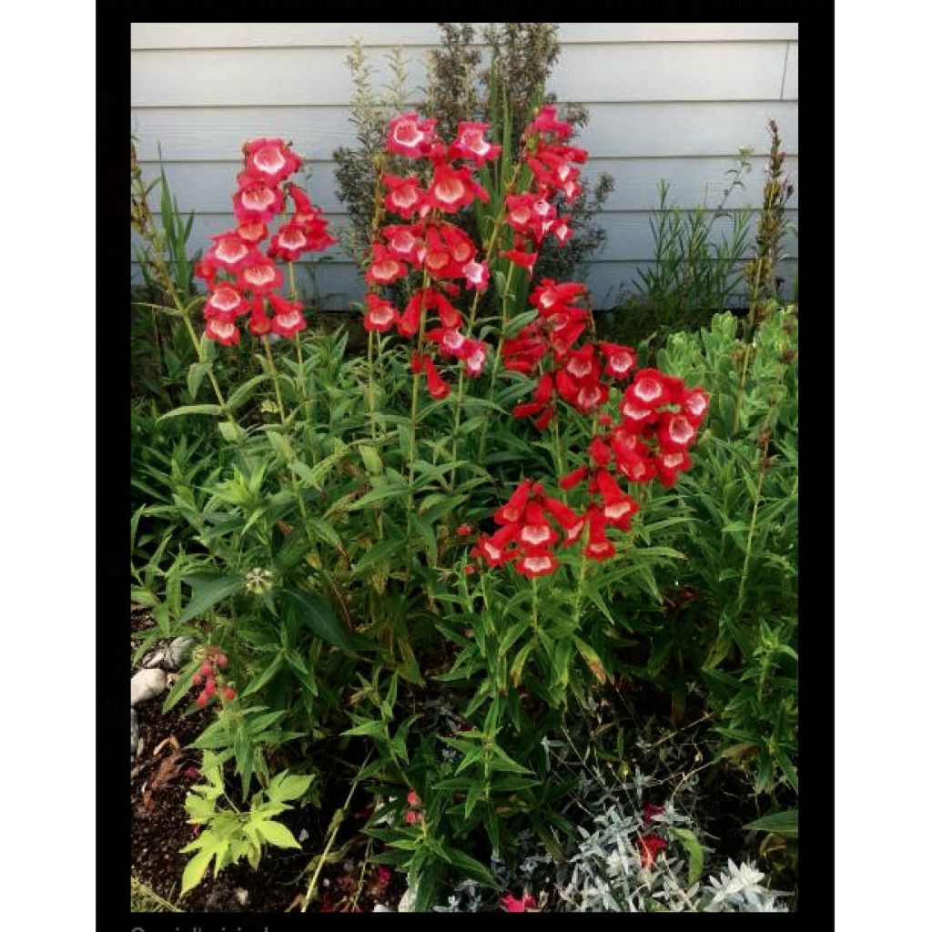Penstemon Le Phare - Slangenkop