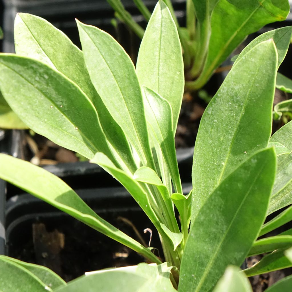 Penstemon mensarum - Slangenkop