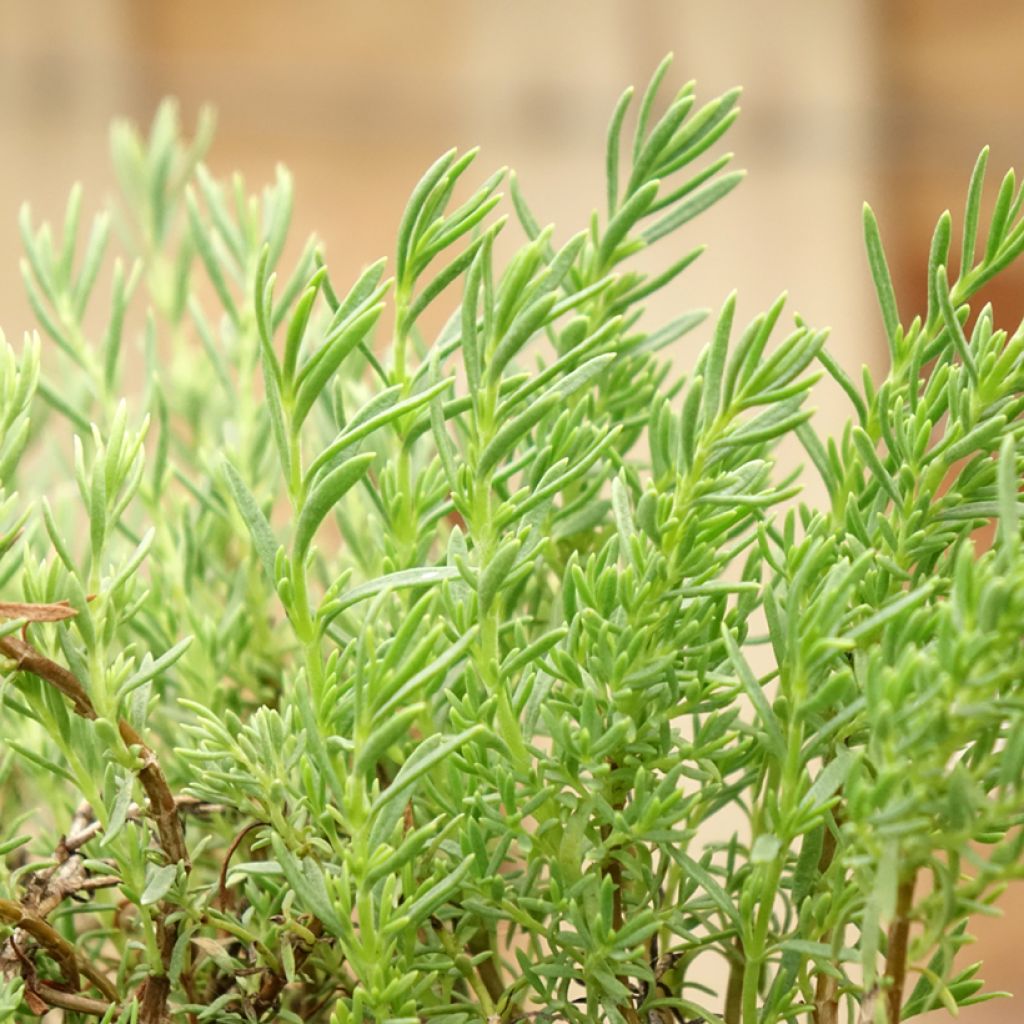 Penstemon pinifolius Mersea Yellow - Slangenkop