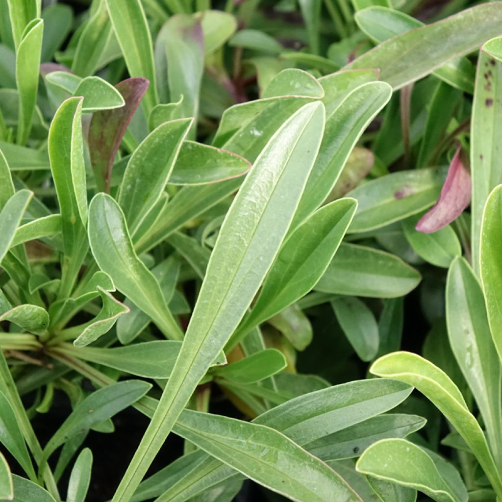 Penstemon virgatus Blue Buckle - Galane