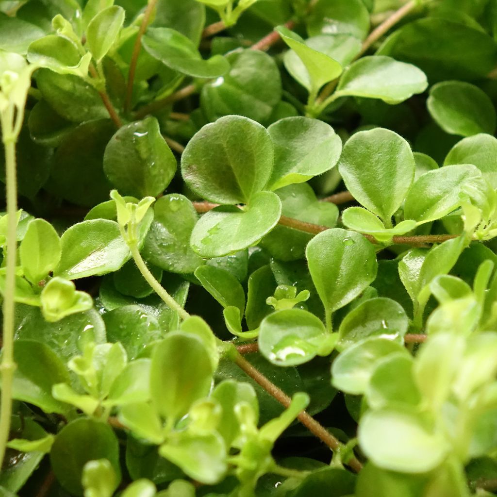Peperomia rotundifolia - Zwanenkruid