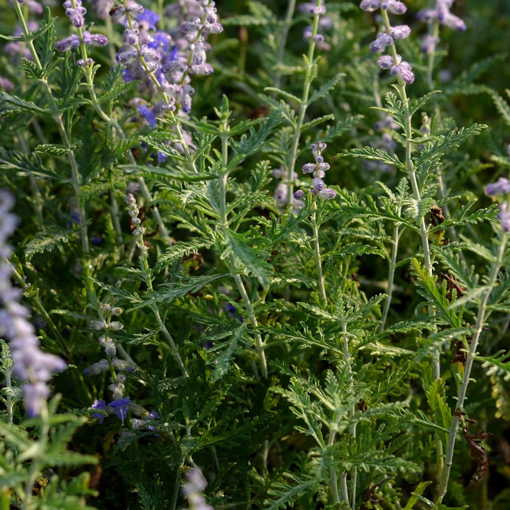 Perovskia atriplicifolia Blue Spire - Russische salie