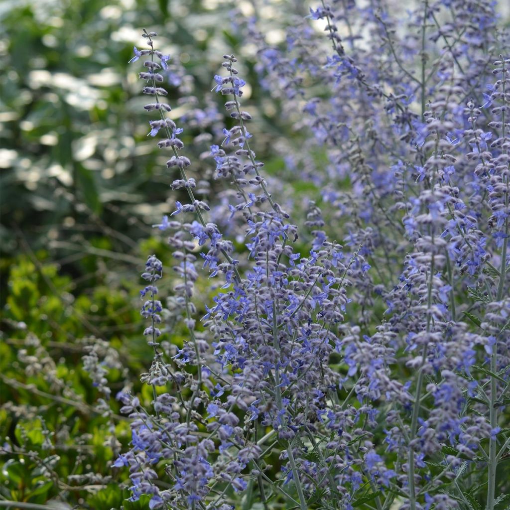 Perovskia atriplicifolia Blue Spire - Russische salie